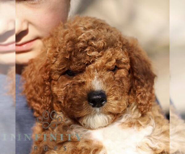 Medium Photo #4 Goldendoodle (Miniature) Puppy For Sale in EPHRATA, PA, USA
