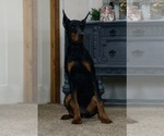 Small #8 Doberman Pinscher