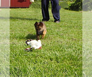 German Shepherd Dog Dogs for adoption in Holly Hill, SC, USA