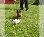 Small German Shepherd Dog