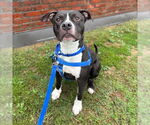Small #1 American Pit Bull Terrier