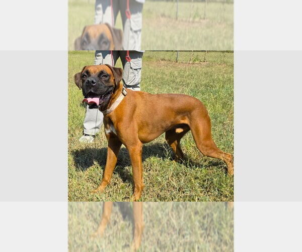 Medium Photo #3 Boxer Puppy For Sale in Austin, TX, USA