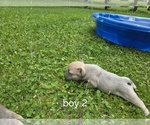 Small #7 French Bulldog
