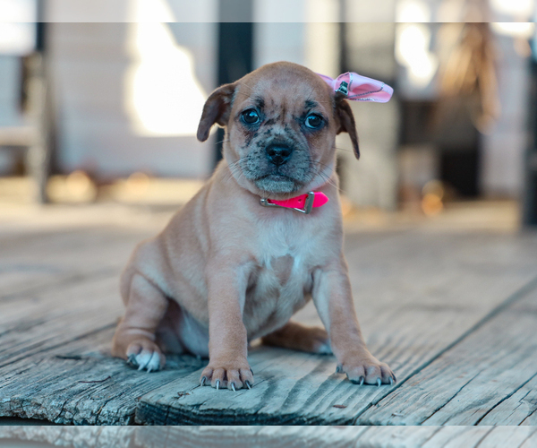 Medium Photo #5 Jug-Pug Mix Puppy For Sale in LIBERTY, KY, USA