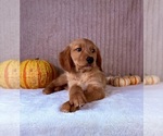 Shetar - Female Golden Retriever Puppy for Sale - Photo #2