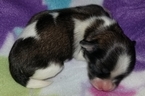 Small Photo #3 Mal-Shi Puppy For Sale in ANDERSON, AL, USA