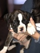 Small Photo #1 Boxer Puppy For Sale in LAMAR, MO, USA