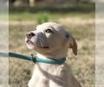 Small Labrador Retriever Mix