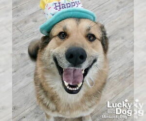 Mutt Dogs for adoption in Washington, DC, USA