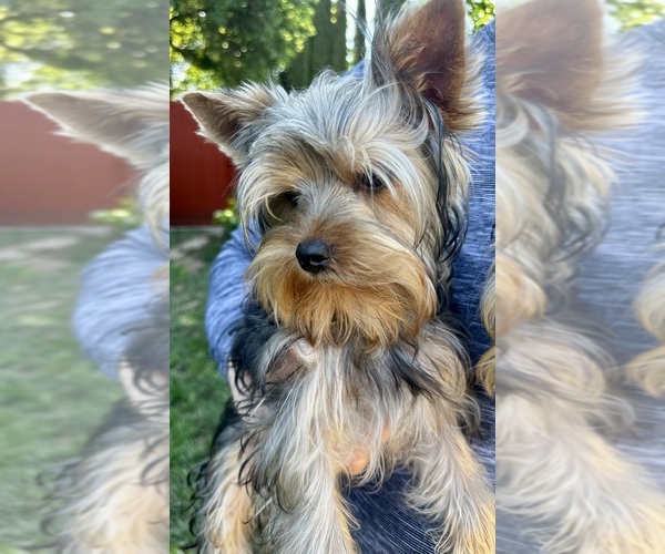 Medium Photo #1 Yorkshire Terrier Puppy For Sale in SACRAMENTO, CA, USA