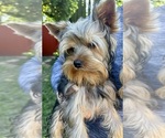 Small Yorkshire Terrier