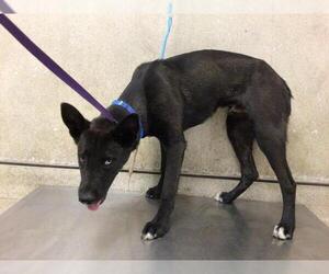 Siberian Husky-Unknown Mix Dogs for adoption in Riverside, CA, USA