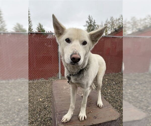 Medium Photo #2 Huskies -Siberian Husky Mix Puppy For Sale in Fairbanks, AK, USA