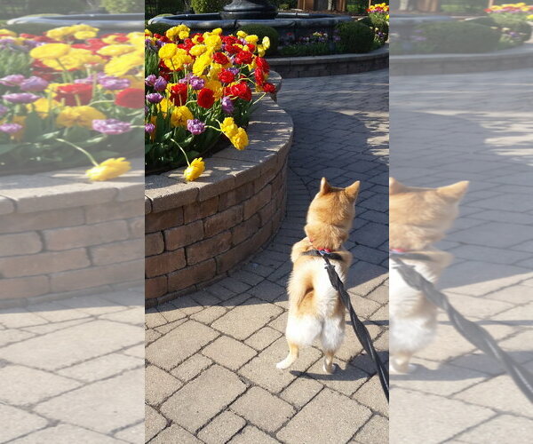 Medium Photo #2 Pomsky Puppy For Sale in Wheaton, IL, USA