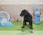 Small #13 Catahoula Leopard Dog