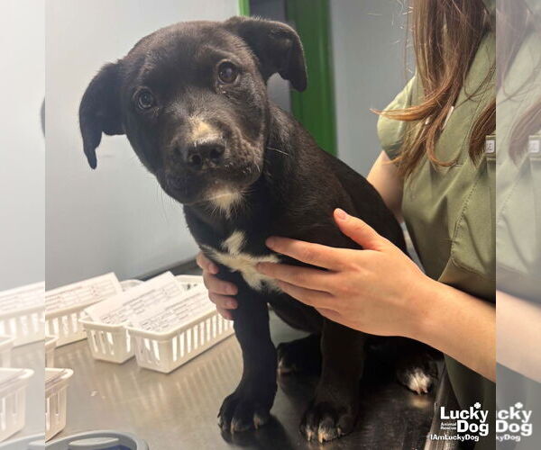 Medium Photo #2 Retriever -Unknown Mix Puppy For Sale in Washington, DC, USA