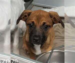 Mutt Dogs for adoption in Oklahoma City, OK, USA