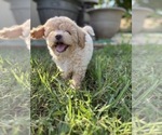 Small Photo #65 Bichpoo Puppy For Sale in NORTH PORT, FL, USA
