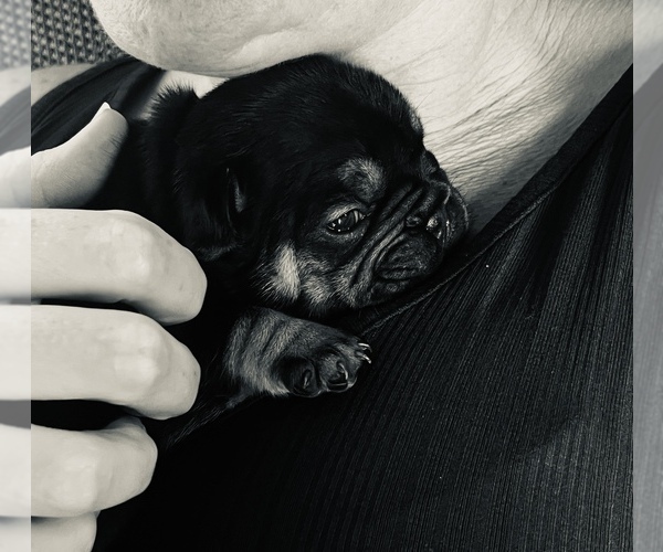 Medium Photo #4 French Bulldog Puppy For Sale in HUDSONVILLE, MI, USA