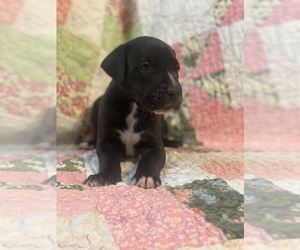 Great Dane Litter for sale in ROCKINGHAM, NC, USA