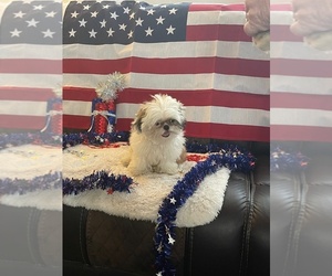 Shih Tzu Puppy for Sale in SEBRING, Florida USA