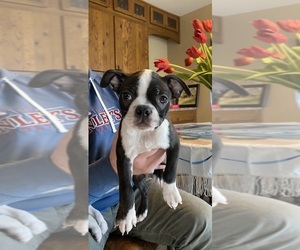 Boston Terrier Puppy for sale in FREDONIA, KS, USA