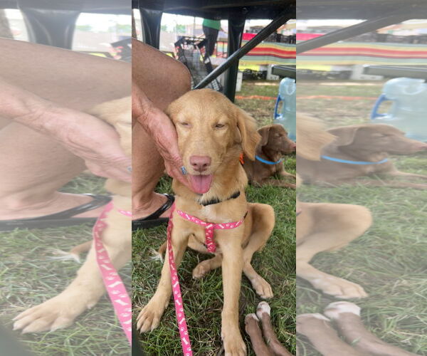 Medium Photo #3 Chocolate Labrador retriever-Unknown Mix Puppy For Sale in NYC, NY, USA