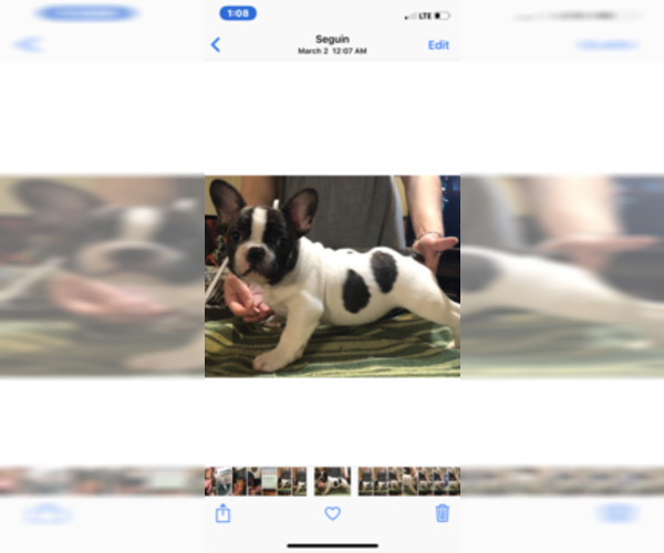 Medium Photo #1 French Bulldog Puppy For Sale in NEW BERLIN, TX, USA