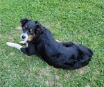 Small Photo #1 Australian Shepherd Puppy For Sale in SALISBURY, PA, USA