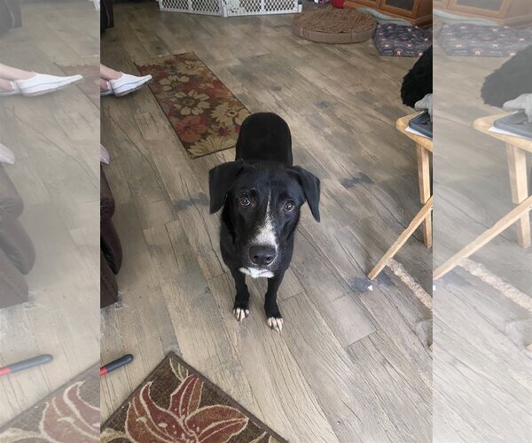 Medium Photo #5 Border Collie-Unknown Mix Puppy For Sale in Spring, TX, USA