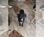 Small #4 Border Collie Mix