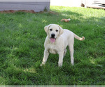 Small #4 Labrador Retriever