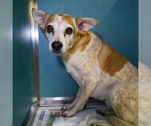 Chihuahua Dogs for adoption in San Antonio, TX, USA