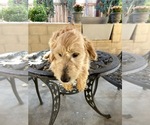 Small Photo #5 Goldendoodle Puppy For Sale in VICTORVILLE, CA, USA