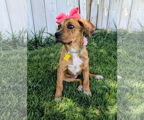 Medium Photo #16 Plott Hound-Unknown Mix Puppy For Sale in Sandy, UT, USA