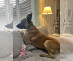 Small #11 German Shepherd Dog Mix
