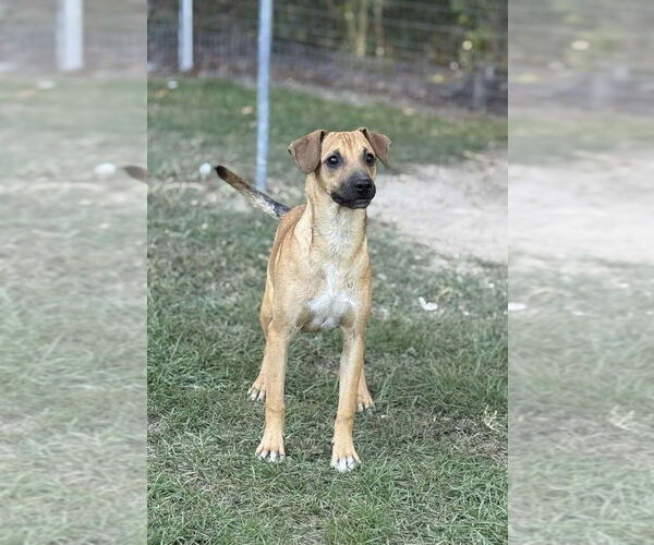 Medium Photo #2 Mountain Cur-Unknown Mix Puppy For Sale in Boston, MA, USA