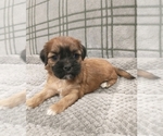 Small Photo #25 Puggle-Shih Tzu Mix Puppy For Sale in NEW YORK MILLS, MN, USA