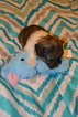 Small Photo #1 Maltipoo Puppy For Sale in WETUMPKA, AL, USA
