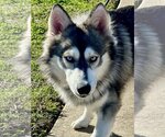 Small Photo #6 Siberian Husky Puppy For Sale in Carrollton, TX, USA