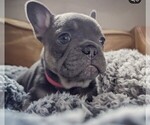 Small Photo #9 French Bulldog Puppy For Sale in IPSWICH, MA, USA