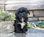 Puppy Serena Poovanese