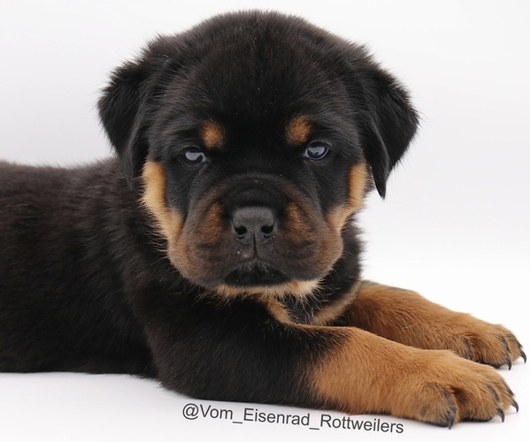 Medium Photo #1 Rottweiler Puppy For Sale in FONTANA, CA, USA