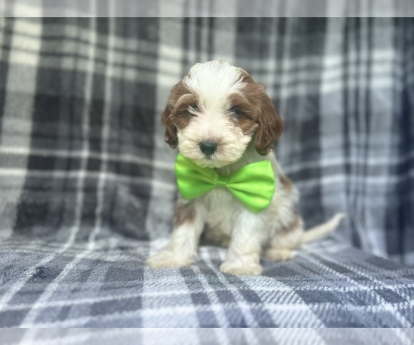 Medium Photo #2 Cavapoo Puppy For Sale in LAKELAND, FL, USA