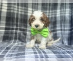 Small #1 Cavapoo