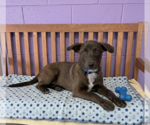 Labrador Retriever-Unknown Mix Dogs for adoption in Genesee, WI, USA