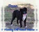 Image preview for Ad Listing. Nickname: Dues