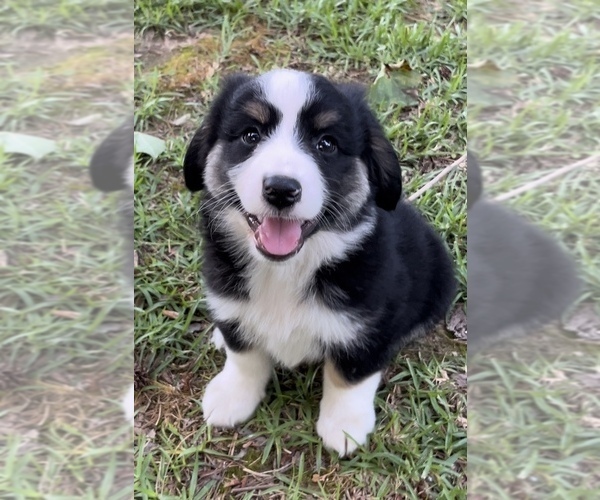 Medium Photo #17 Miniature Australian Shepherd Puppy For Sale in E LAURINBURG, NC, USA