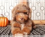 Small #2 Aussiedoodle