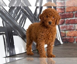 Goldendoodle Puppy for sale in BEL AIR, MD, USA